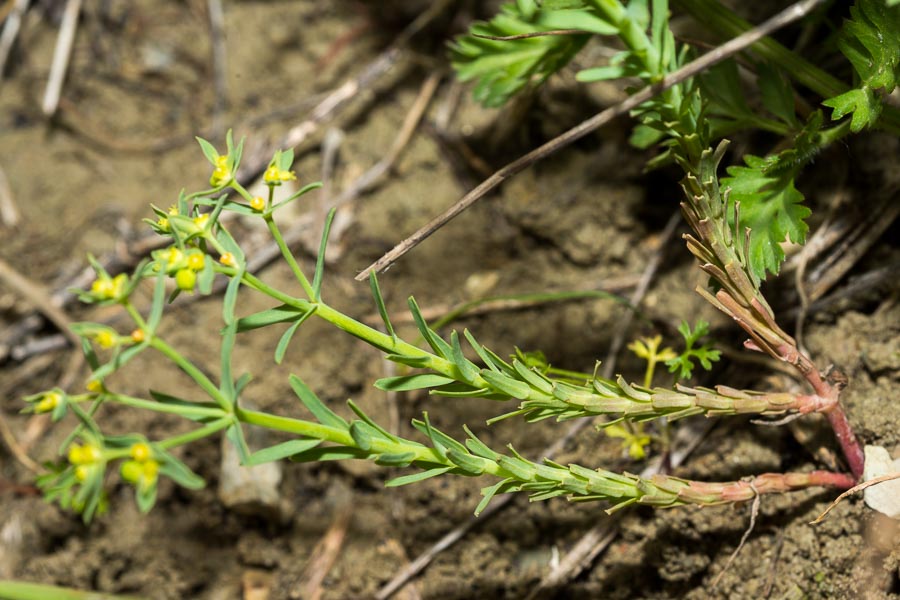 Euphorbia exigua / Euforbia sottile